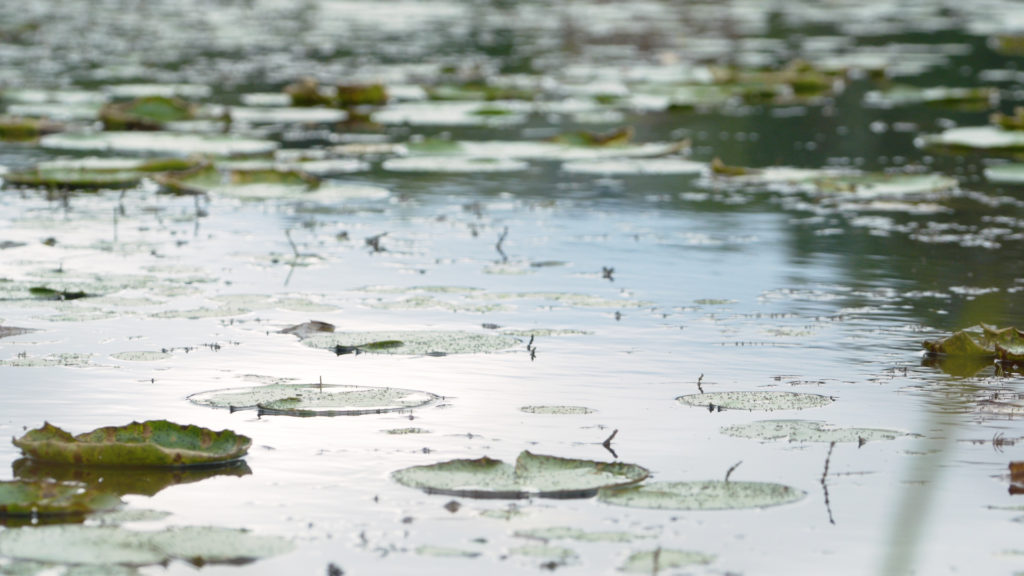MtHolly Lilypads on pond in Mt Holly Vermont
